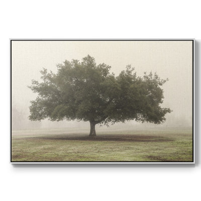 Arbres dans le brouillard II