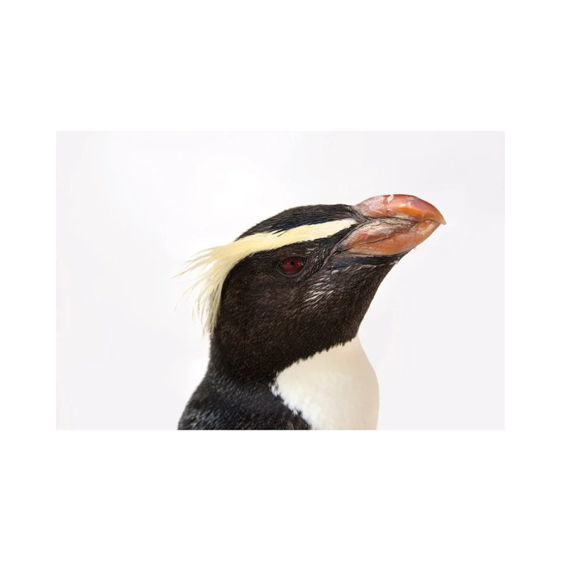 A Fiordland Penguin At The Taronga Zoo 1 Piece Wall Art on Canvas, 20.32 cm H x 30.48 cm W, Canvas