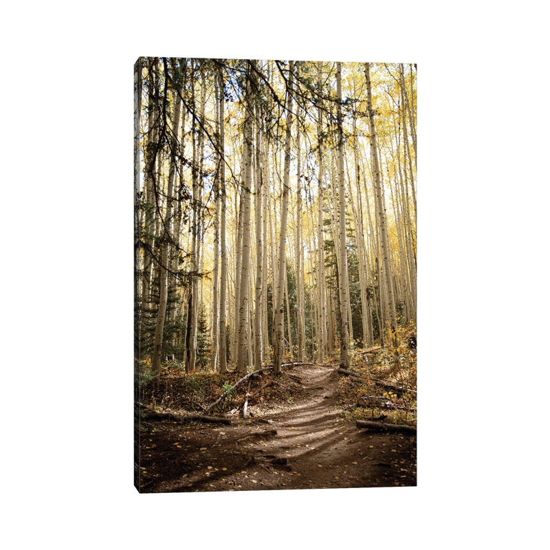 Autumn Light In The Aspen Grove Rustic Decor by Ann Hudec - Wrapped Canvas Print, 20.32 cm H x 30.48 cm W