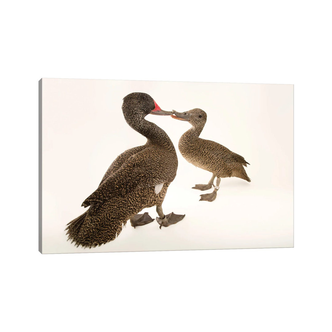 Two Freckled Ducks At Sylvan Heights Bird Park von Joel Sartore - Gallery-Wrapped Canvas Giclée