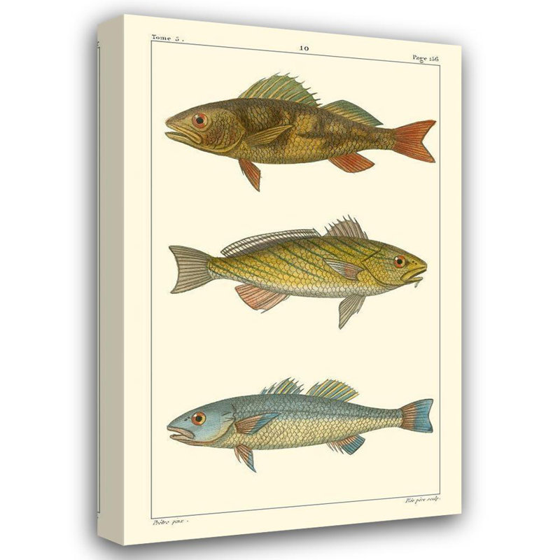 Reproduction d'art sur toile Beachcrest Home ™ Pretre Gallery, «Freshwater Fish I», H 40 po x l 27 po