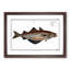 Pollock Fish by M.E. Bloch - Picture Frame Painting Print-55601887-55601893