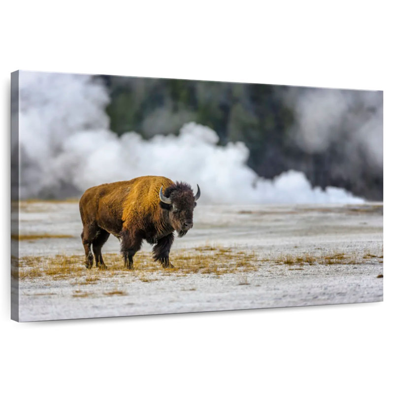 Brampt Yellowstone National Park Bison
