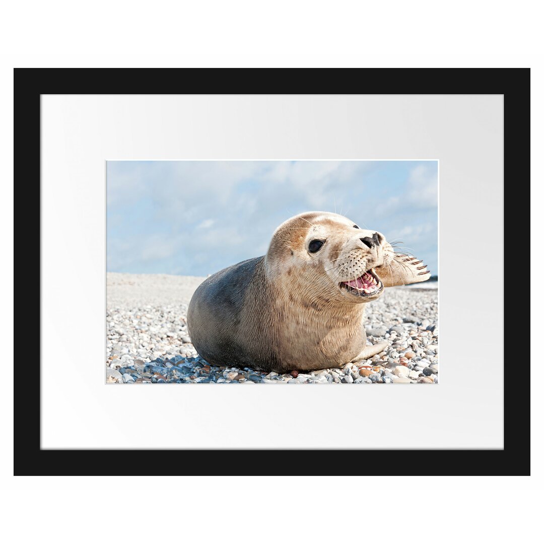 Gerahmtes Poster Süße Robbe auf Steinstrand