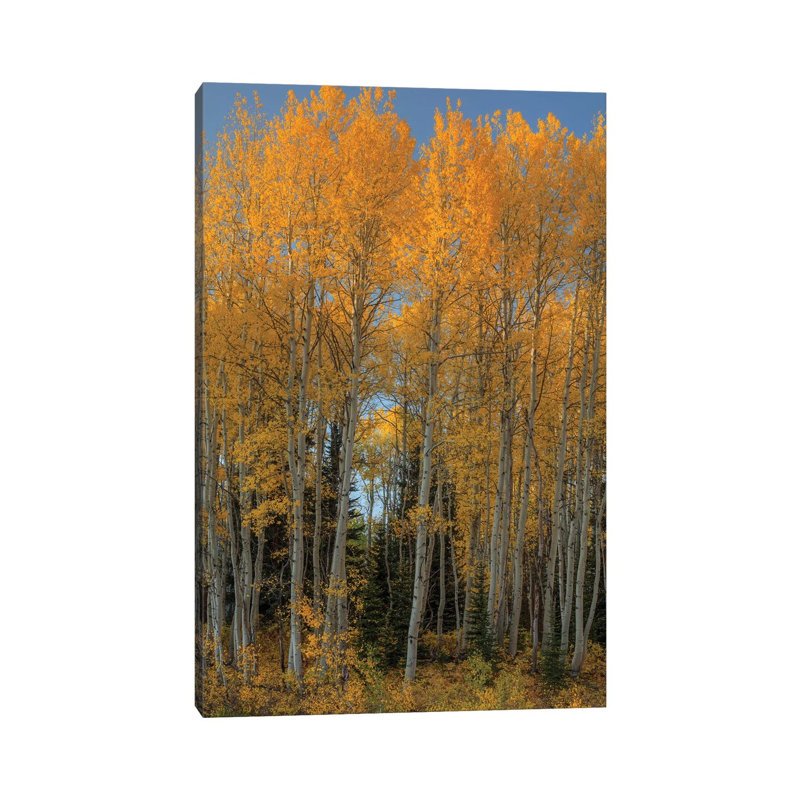 Aspen Autumn Flames by Bill Sherrell - Wrapped Canvas Print, 20.32 cm H x 30.48 cm W