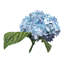 «Brighton Blooms I», impression sur toile-29177726-72784014-72784015