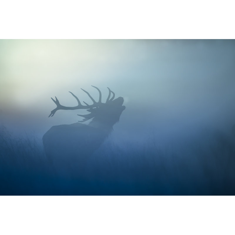 Red Deer (Cervus Elaphus) par Damiankuzdak, H 20 po x l 30 po