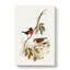 Norfolk Island Robin by Elizabeth Gould - Wrapped Canvas-55360312