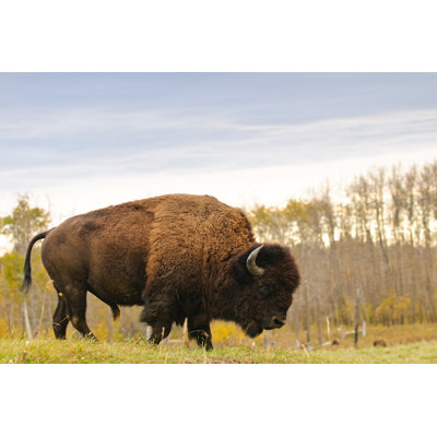 Plains Bison by Bgsmith - Wrapped Canvas Print