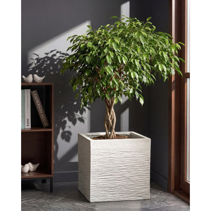 Planter, 38cm H x 40cm W x 40cm D