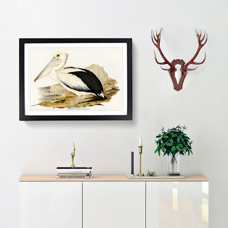Australian Pelican by Elizabeth Gould - Single Picture Frame Painting, Black Framed, 33cm H x 45cm W x 2cm D
