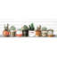 Impression encadrée « indoor succulents »-50107286