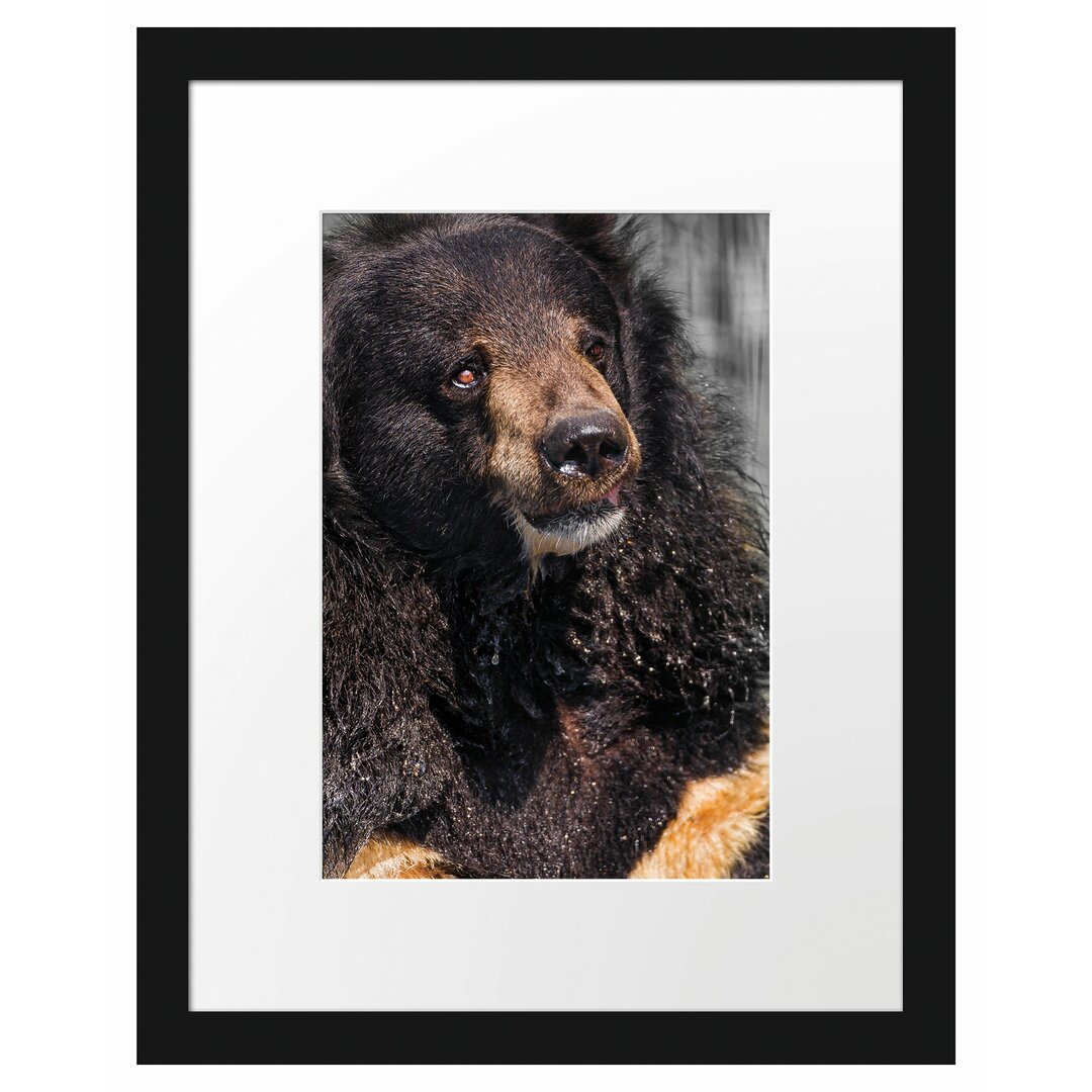 Wet Malay Bear Gerahmter Fotodruck Poster