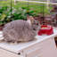 Rabbit Cage