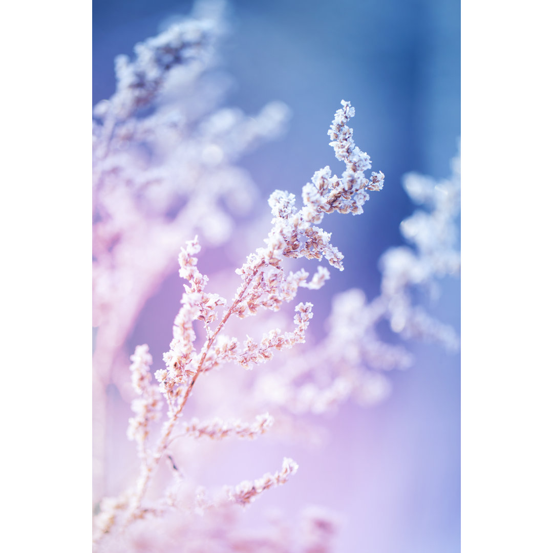 Leinwandbild Frost On A Herb At Sunrise von 5ugarless