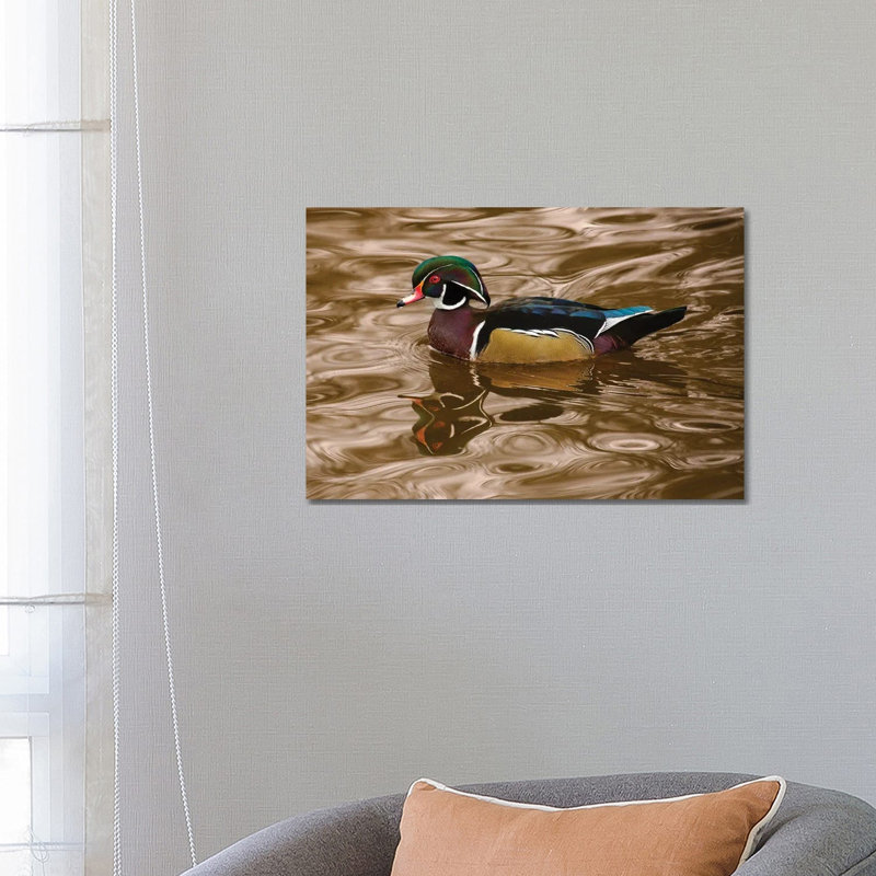 Wood Duck On Golden Waters by Louis Ruth - Wrapped Canvas Gallery-Wrapped Canvas Giclée, 66.04 cm H x 45.72 cm W x 3.175 cm D