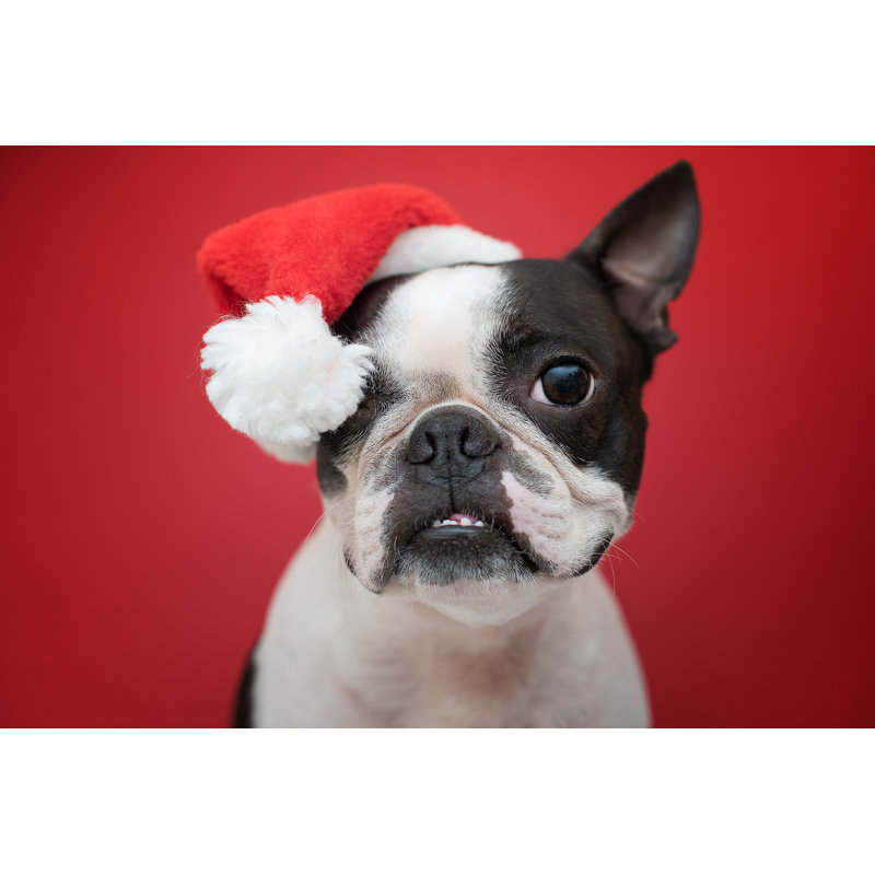 Boston Terrier Dog by Zakharova Elena - Wrapped Canvas Print, 30cm H x 46cm W