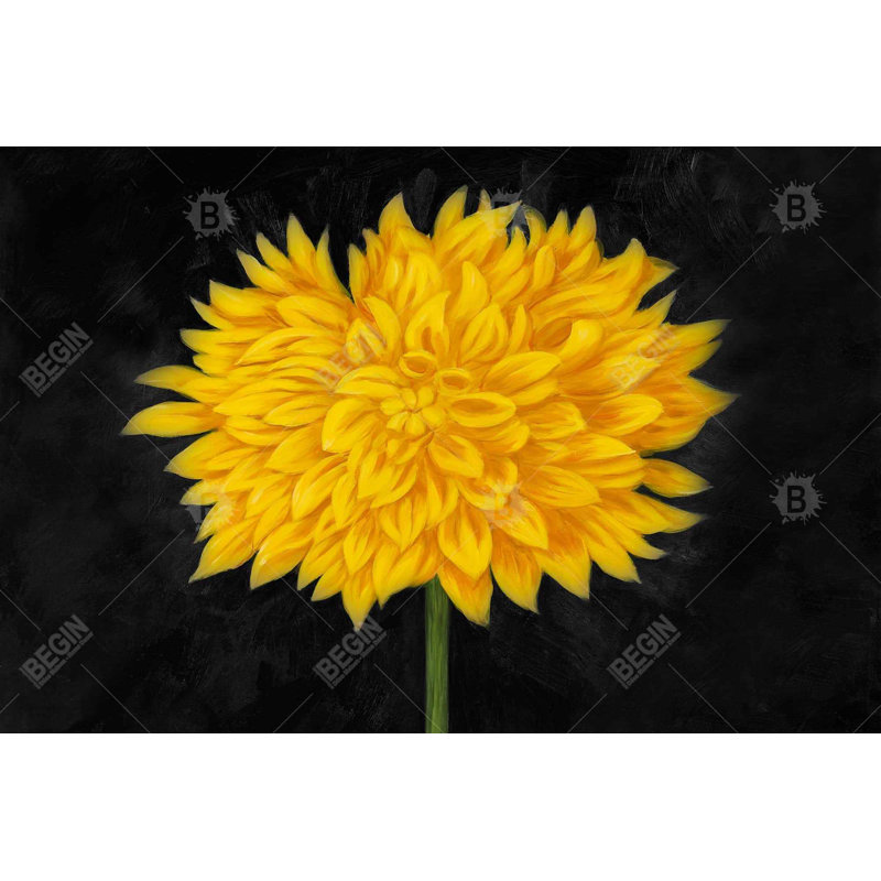 " Yellow Dahlia "