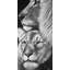 Lion et lionne - imprimé encadré africain-818163900
