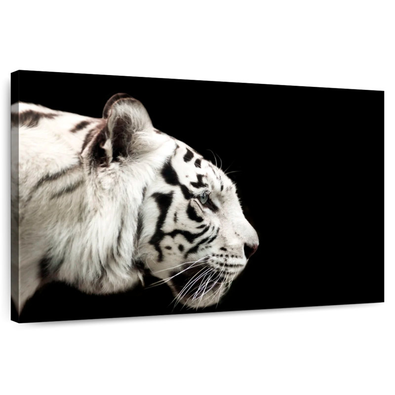 Brampt Curious White Tiger, 30" H x 45" W