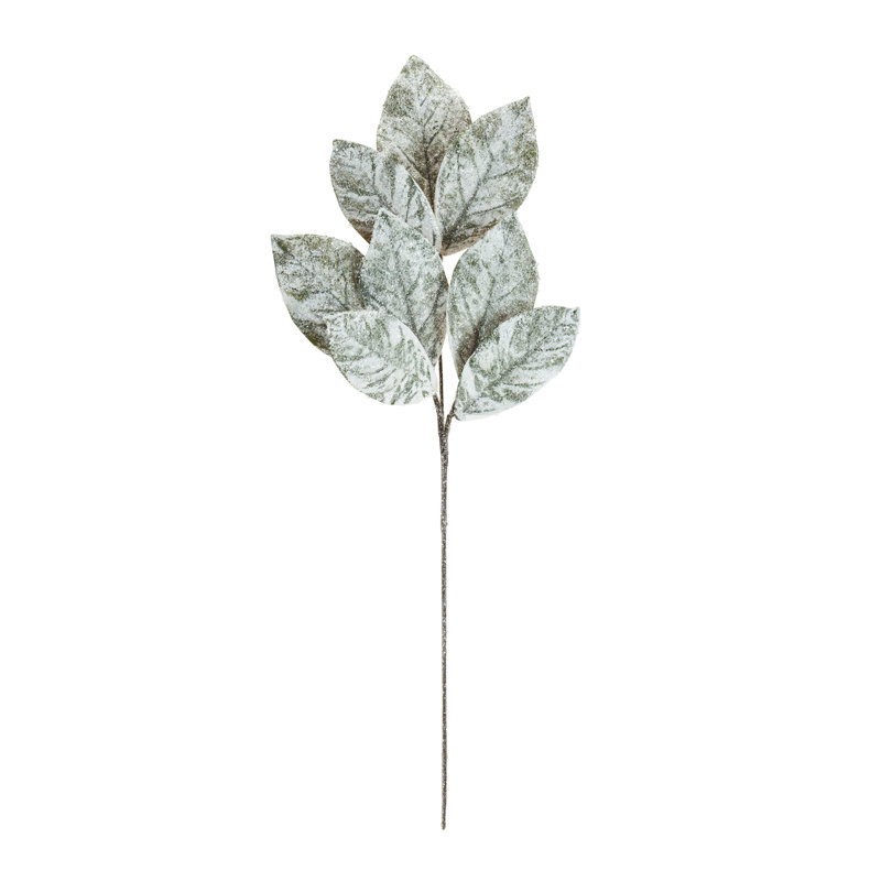 Magnolia vapeur