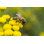 Gros plan sur une abeille par Radu Bighian - photographie sur toile tendue