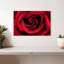Gouttelettes sur une rose rouge-858553175