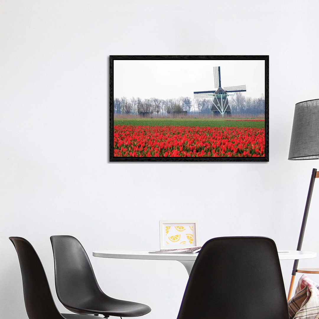 Niederlande, Alte hölzerne Windmühle in einem Feld mit roten Tulpen von Hollice Looney - Galerie-umwickelte Leinwand Gic...