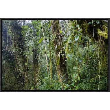Tropical Jungle Rainforest Footpath Landscape Photo Photograph Rain Forest  Stream Water Rocks Lush Foliage Tree Canopy Green Leaves Branches Moss