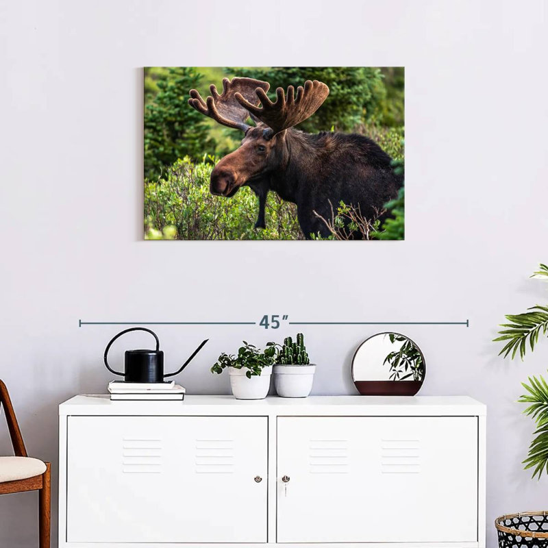 Brampt Wild Bull Moose, 20" H x 30" W