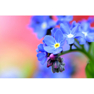Flower by Atwag