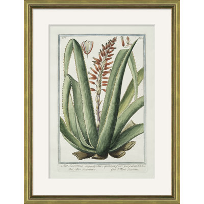 Hortus Romanus 1772-1793 30 Giclee Print by Soicher Marin Archives