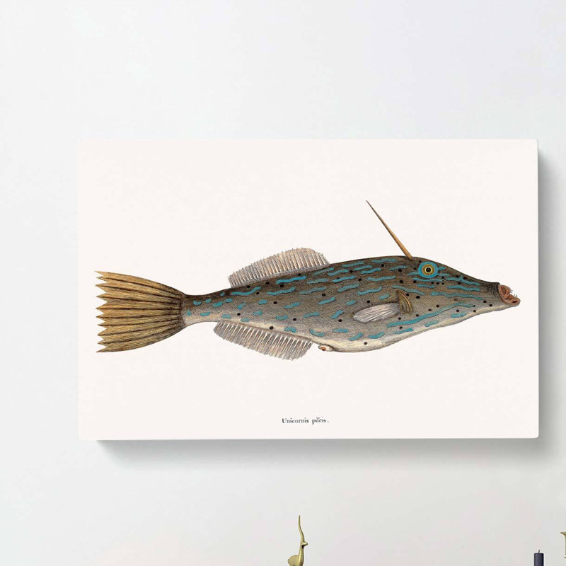 Bahama Unicorn Fish by Mark Catesby - Wrapped Canvas Painting, 35cm H x 50cm W x 3cm D