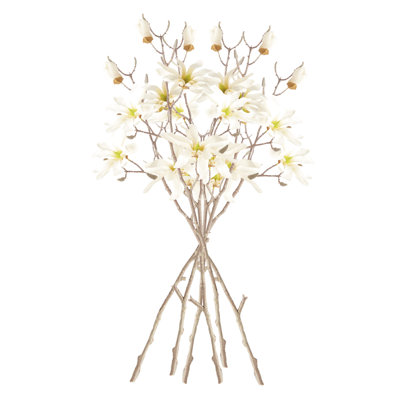 Magnolia Etoile