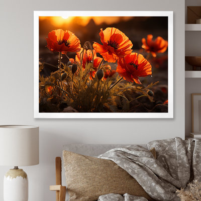 Coucher de soleil coquelicots dans la prairie