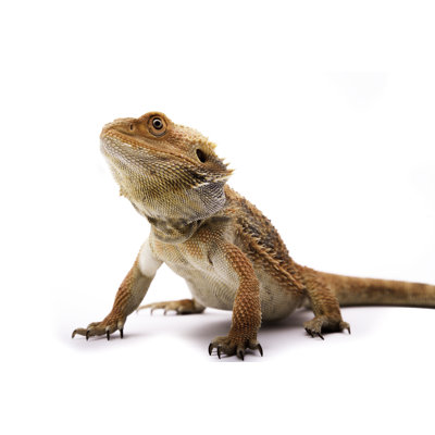 Bearded Dragon by Tony_Herbert - Wrapped Canvas Print