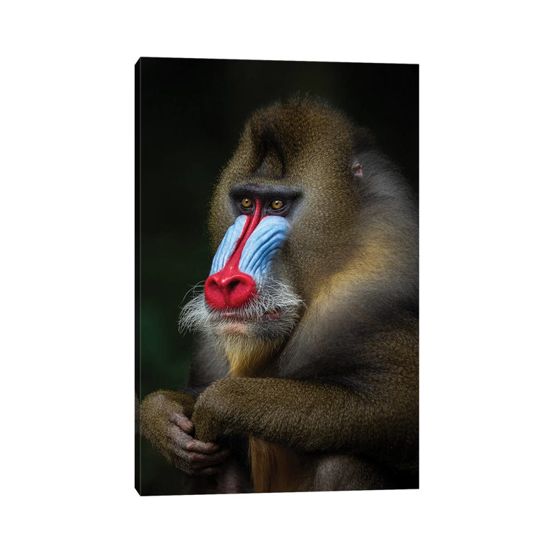Mandrill Posing by Mogens Trolle - Wrapped Canvas Gallery-Wrapped Canvas Giclée, 20.32 cm H x 30.48 cm W