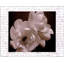 Magnolia d'hiver II-1424619587