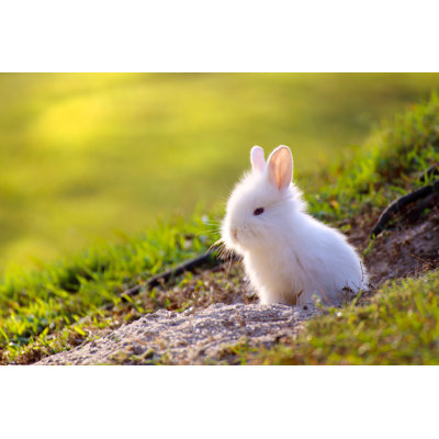 «Cute Little White Rabbit Peeking out of Hole» par Pixtawan - Photographie sur toile tendue