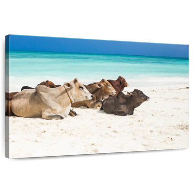 Crowle Zanzibar Beach Bétail