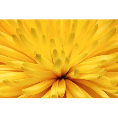 Yellow Chrysanthemum Flower Macro - Wrapped Canvas Print