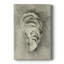Neutral Oyster Shell II -Gallery Wrapped Cavas-108824589