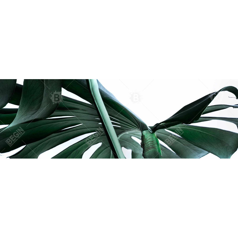 Monstera Deliciosa, reproduction sur toile