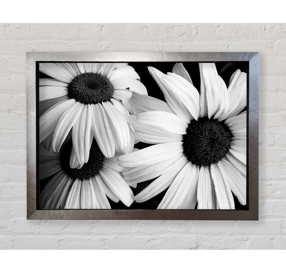 Daisy Petal Beauty B N W - Druck