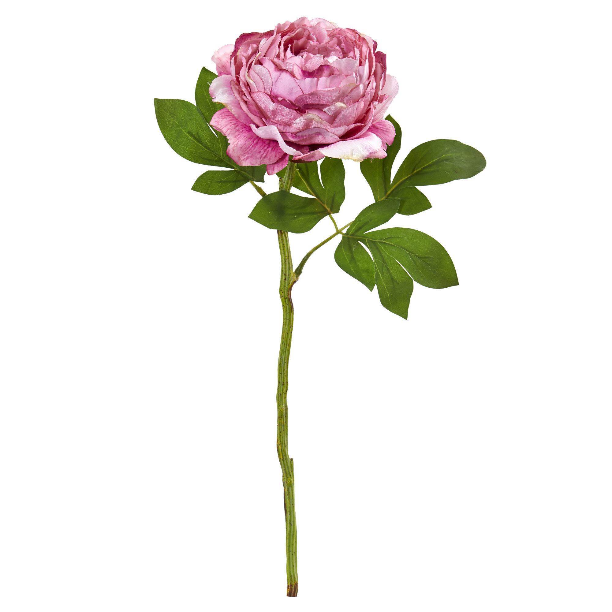 Peony with Stem PNG Clipart​  Gallery Yopriceville - High-Quality Free  Images and Transparent PNG Clipart