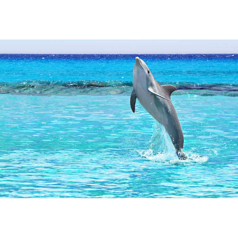 Dolphin From The Caribbean Sea by Patryk_Kosmider - Wrapped Canvas Print, 51cm H x 76cm W x 3.8cm D