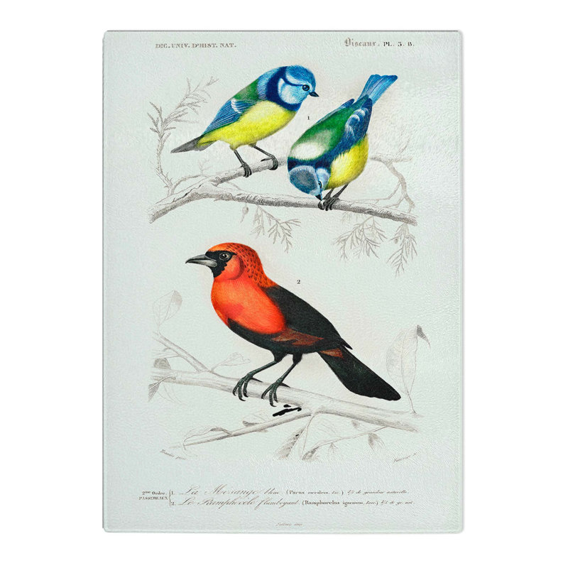 Tempered Glass Bird Illustrations PL.3B by Charles d'Orbigny Chopping Board, 28.5cm W x 20cm L