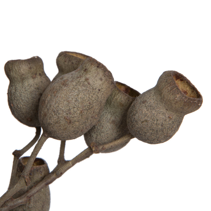 Bellgum Plant