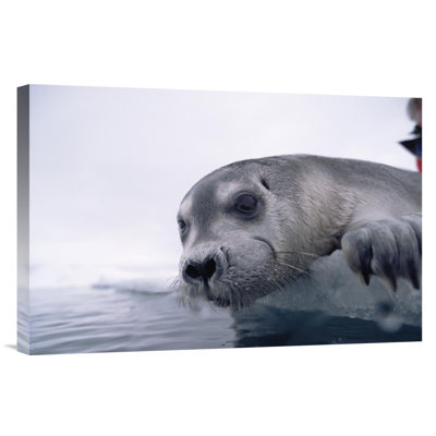 " Bearded Seal Pup On Ice Edge, Arctic "