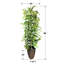 Ficus artificiel 96 po en pot